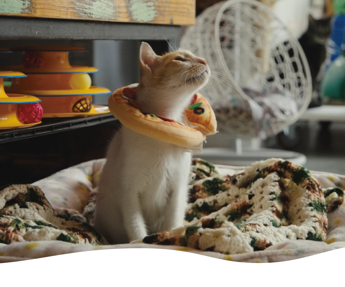 映画『猫たちと7000マイルの旅』公式サイト